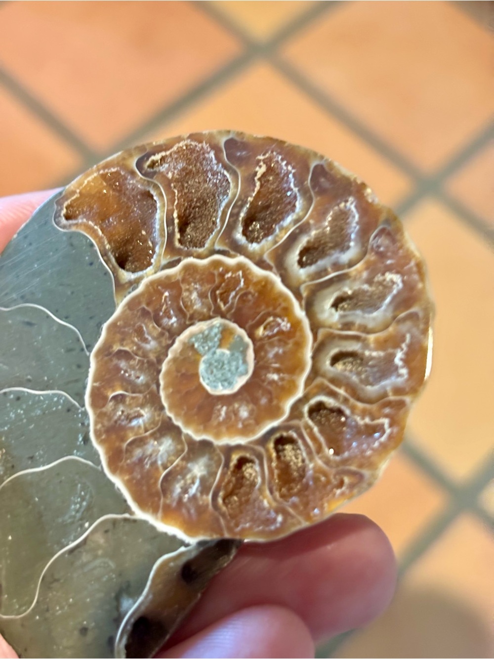 Ammonite Fossil Halves – Polished Interior with Iridescent Shell & Druzy Pockets - Picture 7 of 8